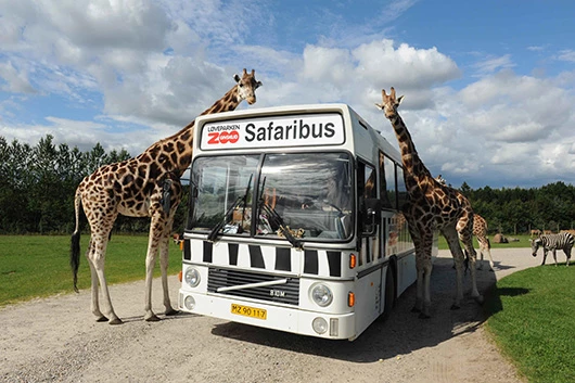 Safaribussen med giraffer